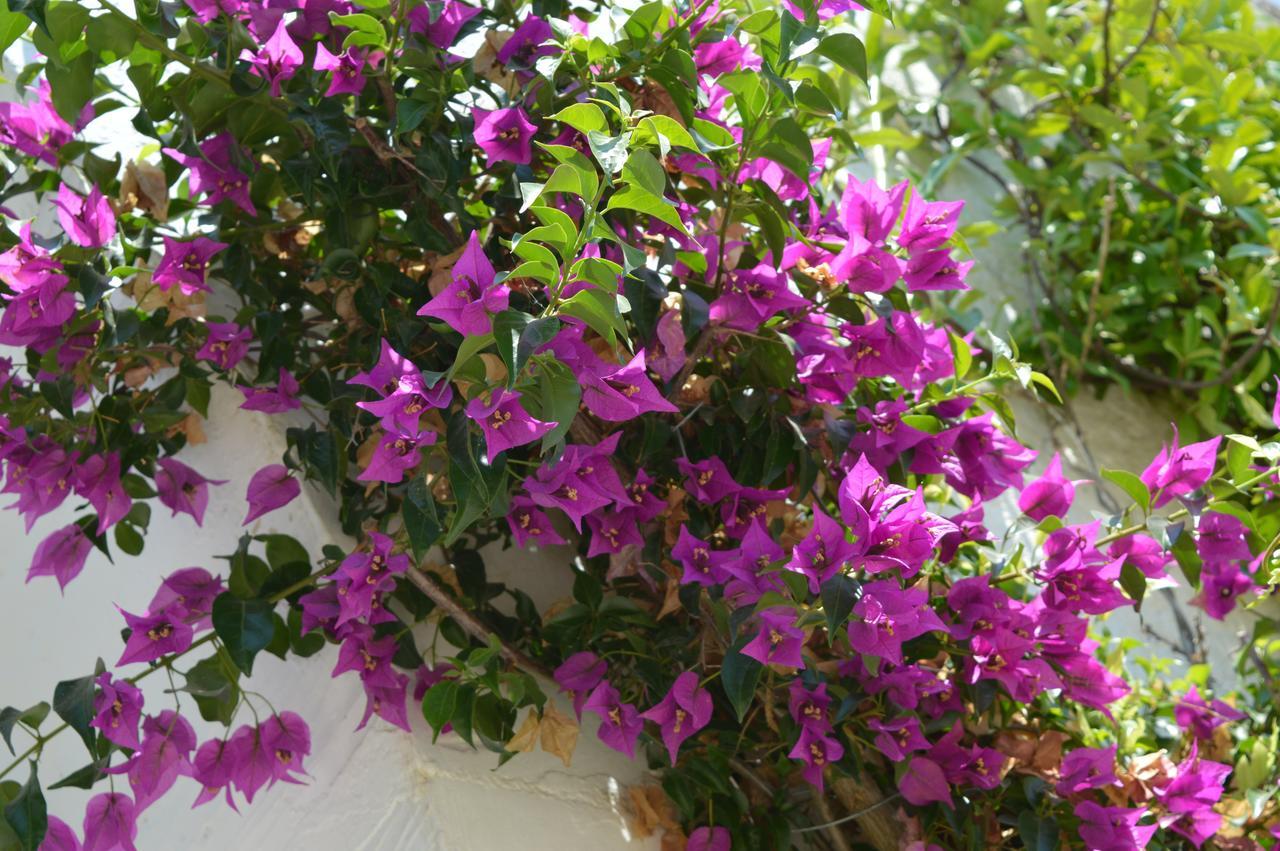 The Proud Garden Bed & Breakfast Carovigno Bagian luar foto