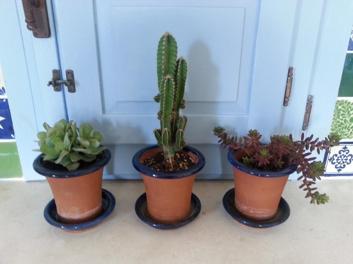 The Proud Garden Bed & Breakfast Carovigno Bagian luar foto