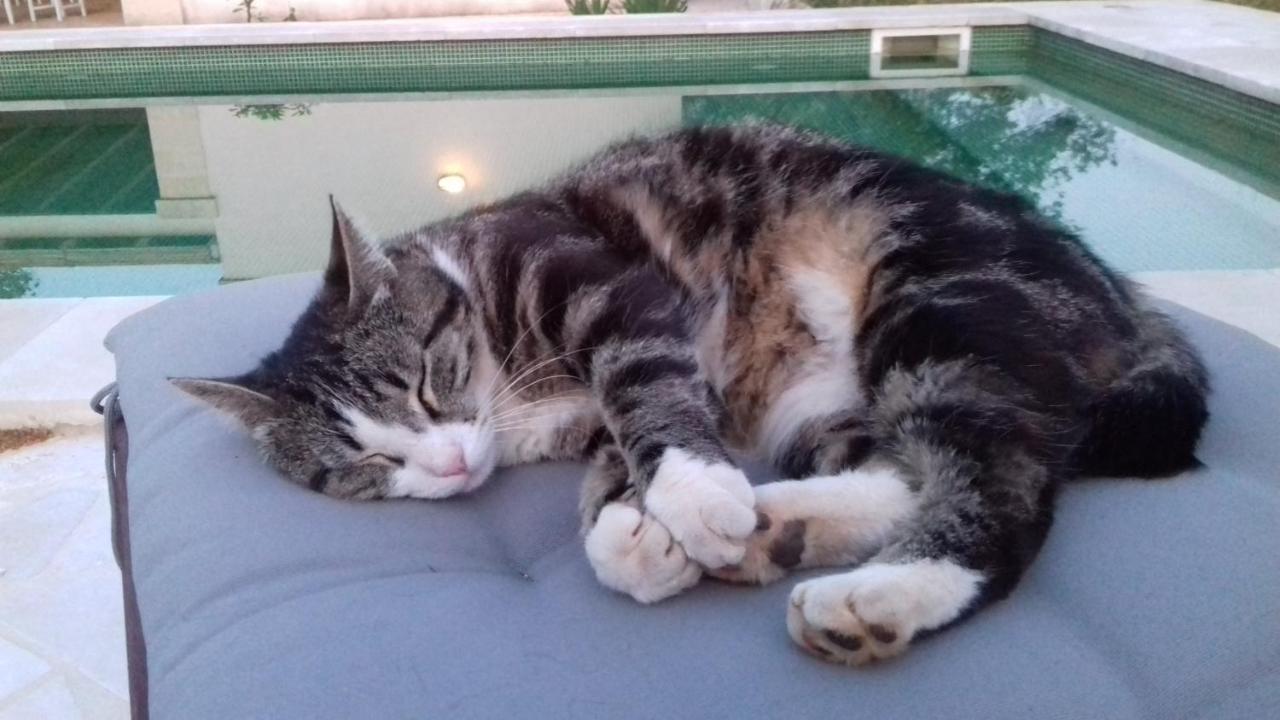 The Proud Garden Bed & Breakfast Carovigno Bagian luar foto