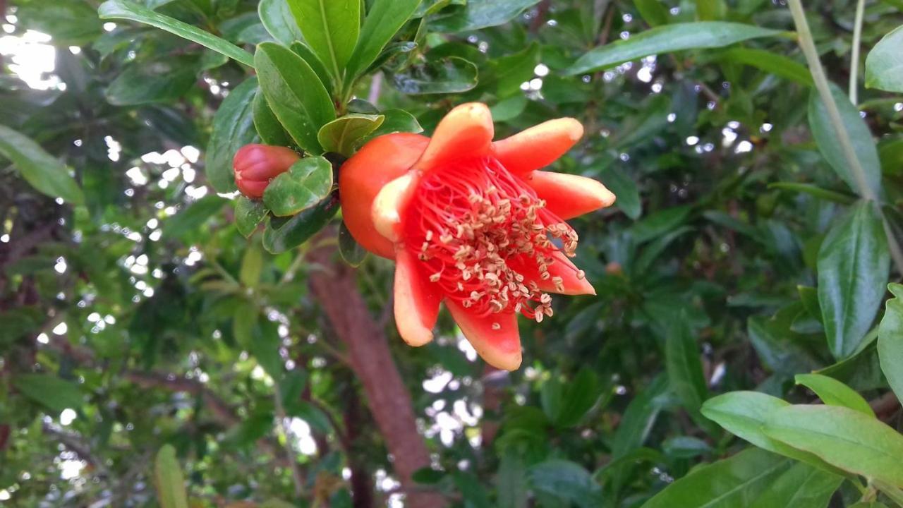 The Proud Garden Bed & Breakfast Carovigno Bagian luar foto